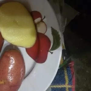 Картофель Розара вкусный разваристый клубни большие и по меньше продам
